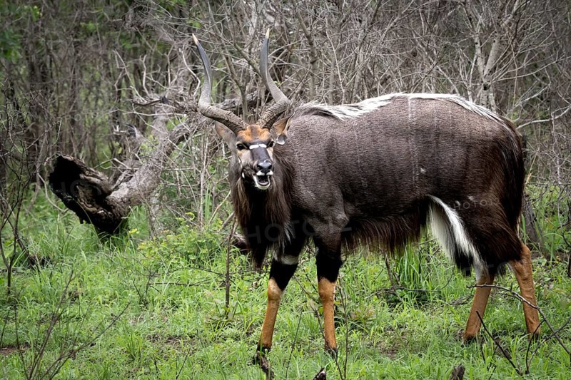 Nyala