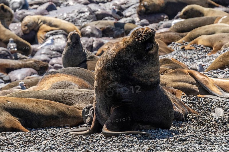 South American sea lion