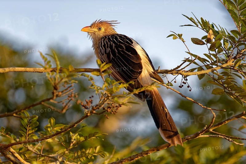 Guira Cuckoo