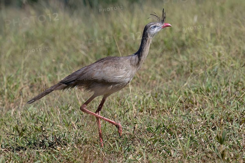 Red-legged Seriema