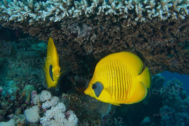 Pair of bluecheek butterflyfish
