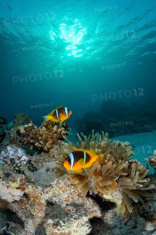 Pair of red sea clownfish
