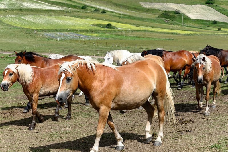 Haflinger horses and others