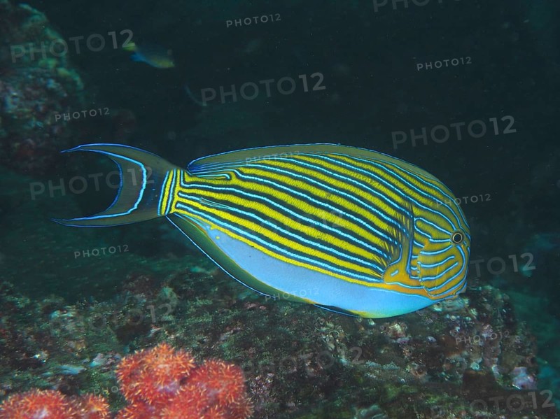 Blue-striped surgeonfish