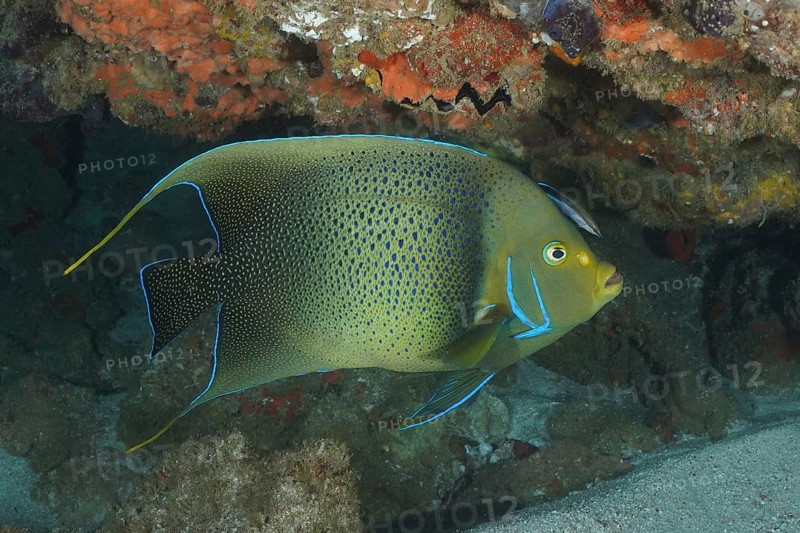 Koran angelfish
