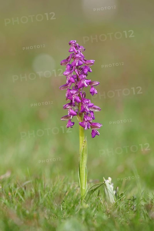 Man's orchid