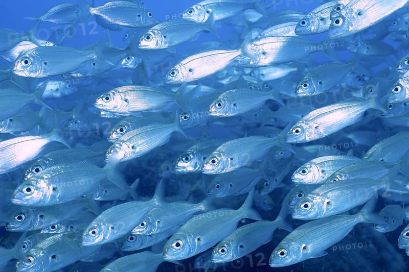 Shoal