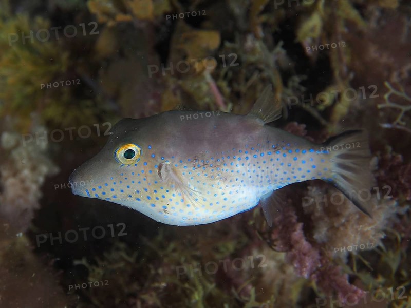 Pufferfish