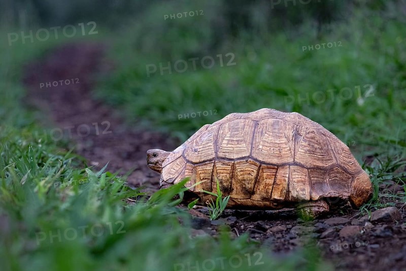 Leopard tortoise