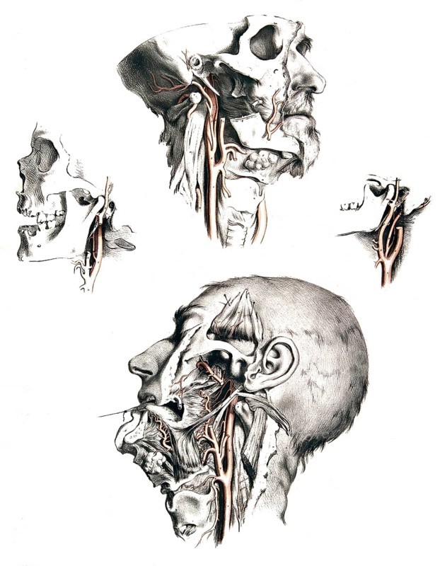 Human anatomy