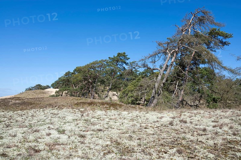 Inland dunes
