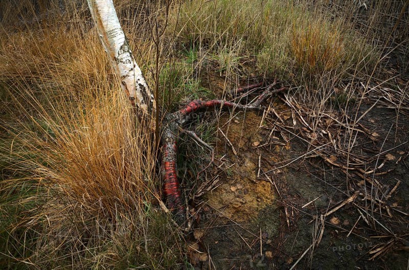 Red root of a birch tree