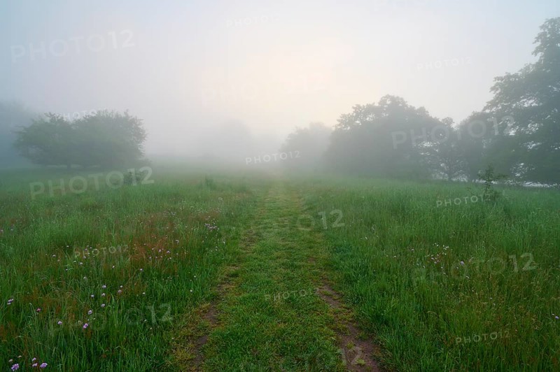 Path