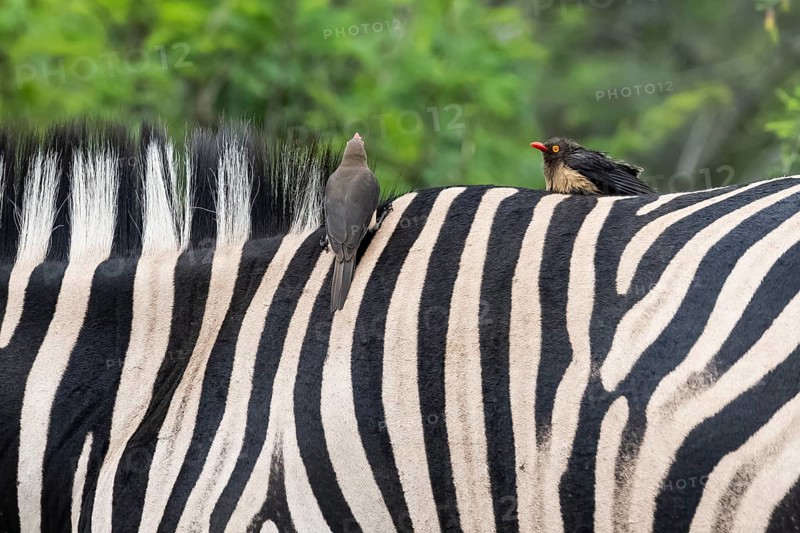 Red-billed oxpecker