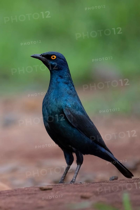 Cape starling