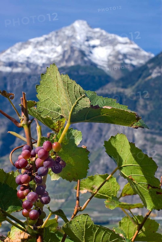 Pinot Noir