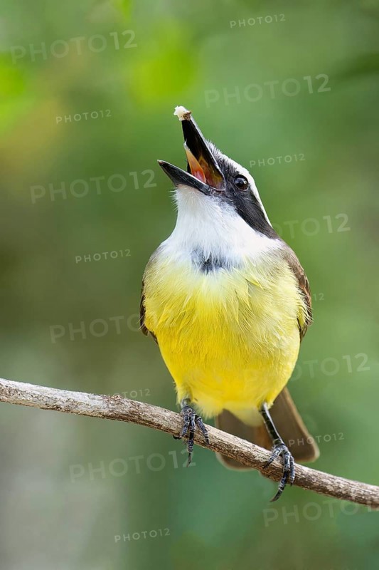 Great Kiskadee