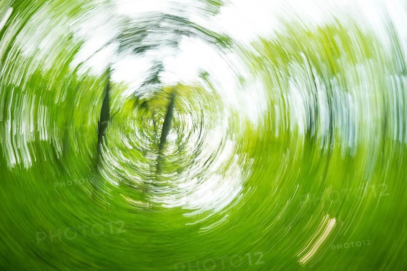 Deciduous forest in spring abstract