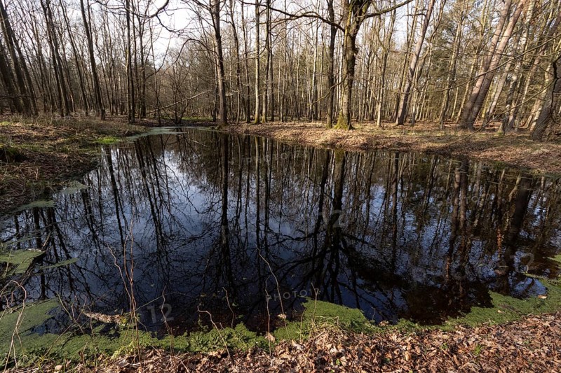 Water reflection of tree trunks in a pond in the forest