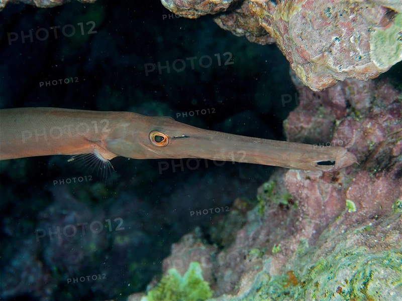 Close-up of atlantic cornetfish