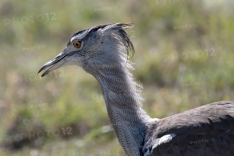 Kori bustard