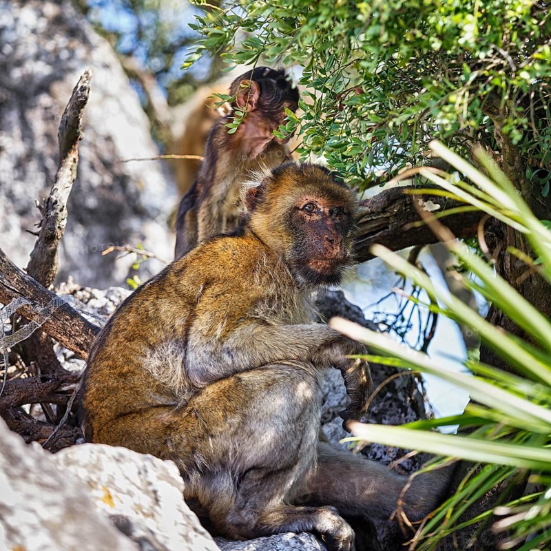 Barbary macaques
