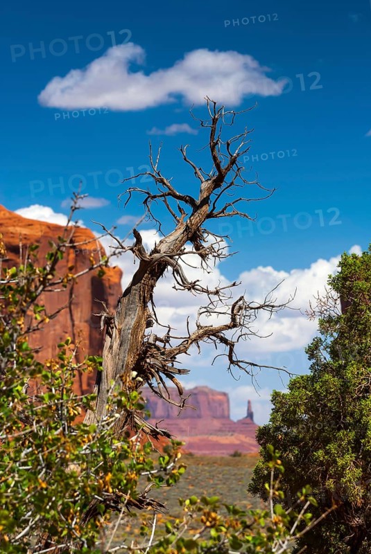 Dead tree