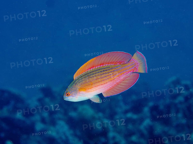 Red Sea Dwarf Wrasse