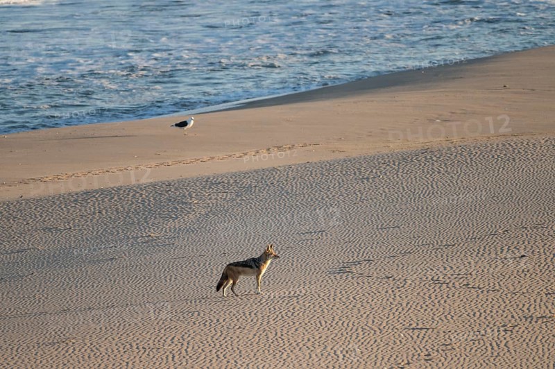 Black-backed jackal