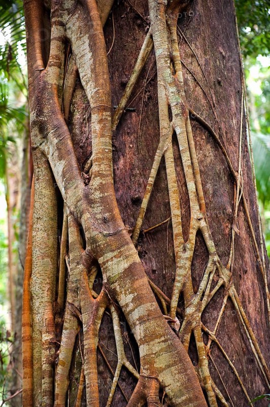 Close up of a strangler fig