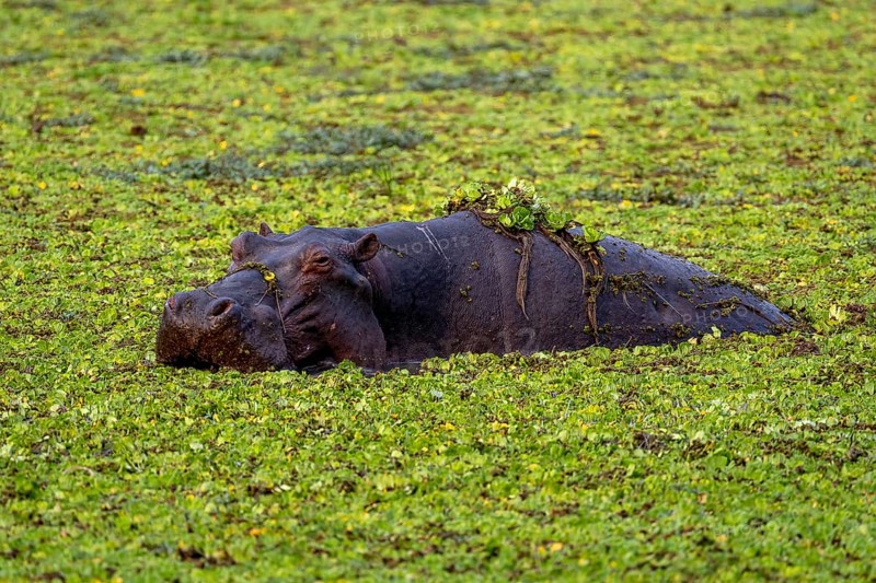 Hippopotamus