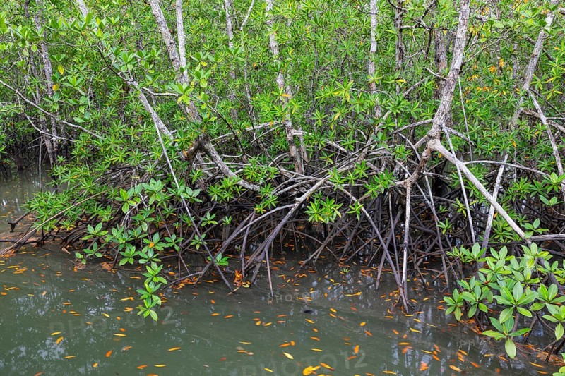 Mangrove forest