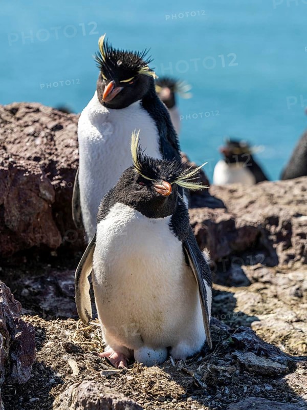 Southern rockhopper penguin