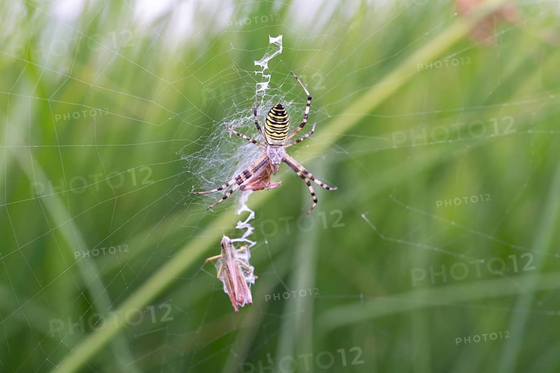 Wasp spider