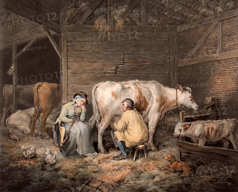 The cowshed. Farmer milking a cow