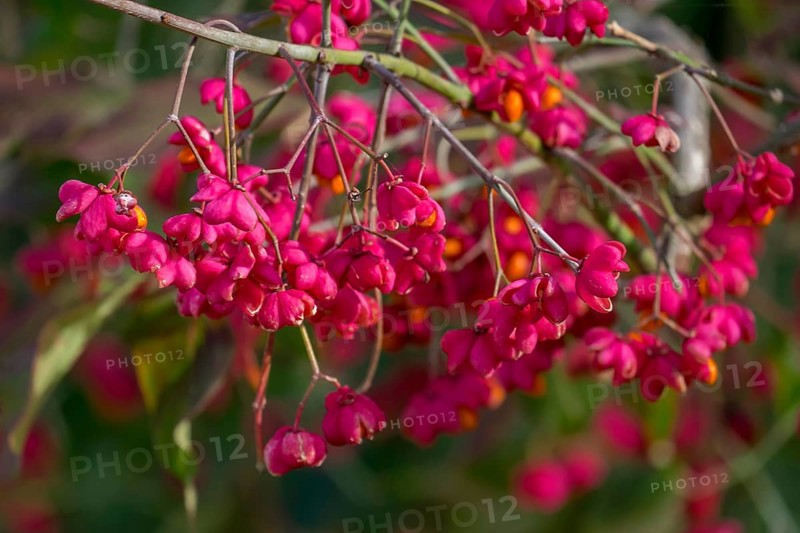 Common spindle bush