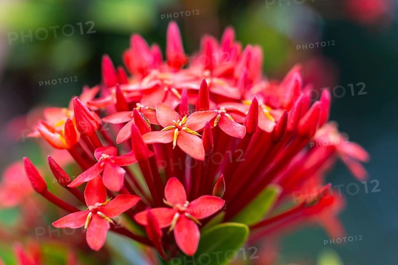 (Ixora), Rubiaceae, Valle de Cauca, Colombia, South America