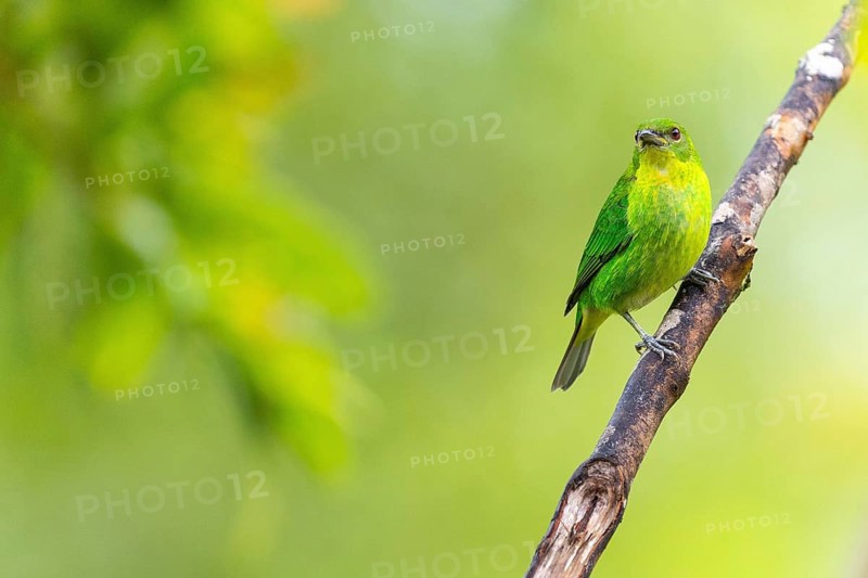 Crested Ashbird