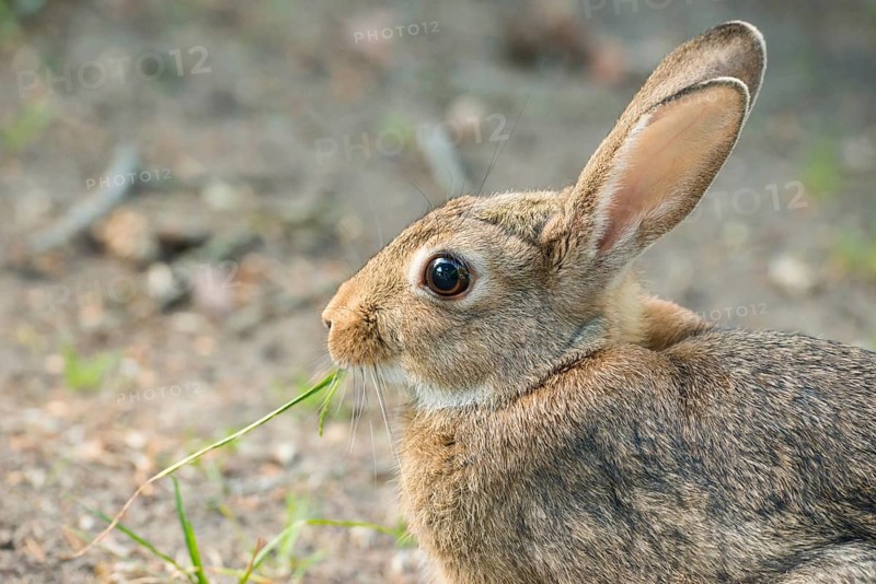 European rabbit