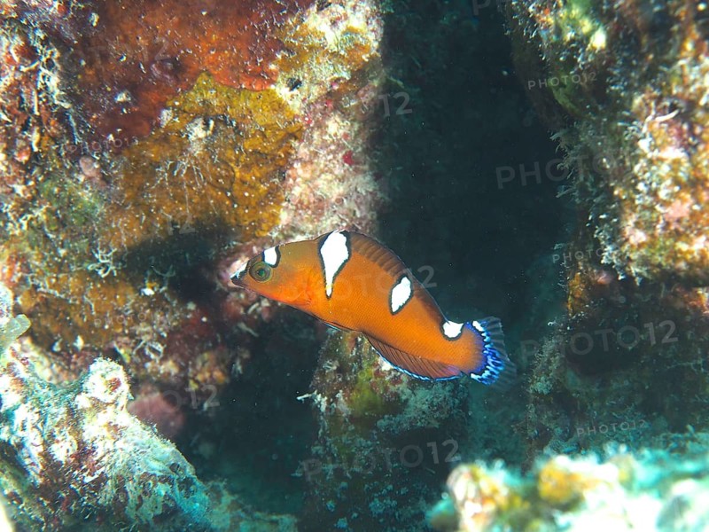 Juvenile Africa Junker