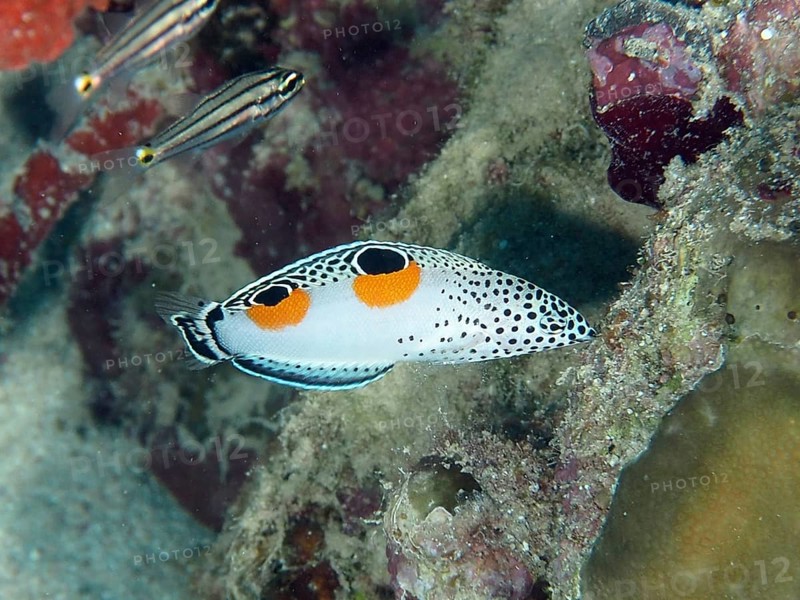 Juvenile Mirror Spotted Sunfish