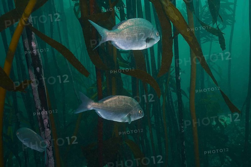 Hottentot bream