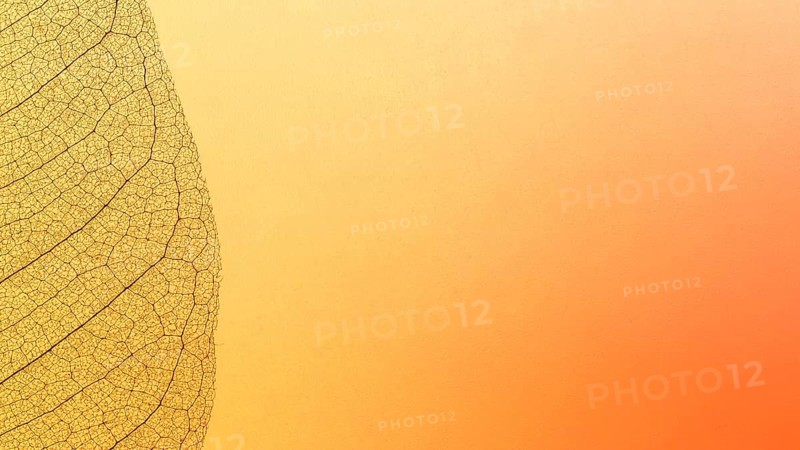 Top view see through leaf texture