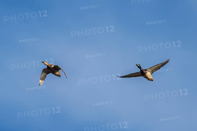Mallard Duck