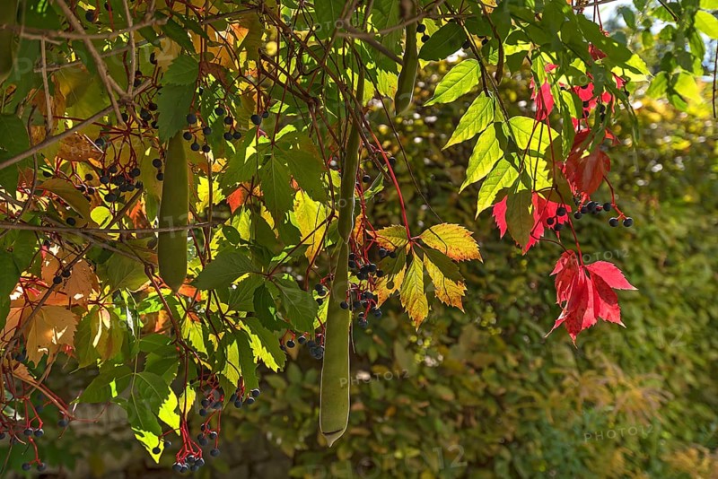 Autumn leaves of wild grape and seed pods of wisterias