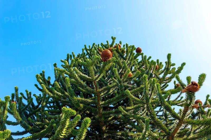 Beautiful Snake Pine or Monkey Tree with Cone