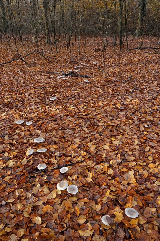 Witch ring with fog caps