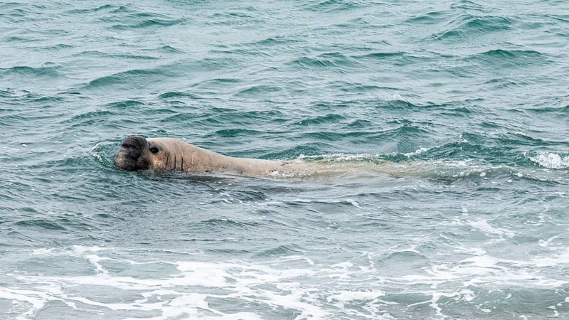 Southern elephant seal