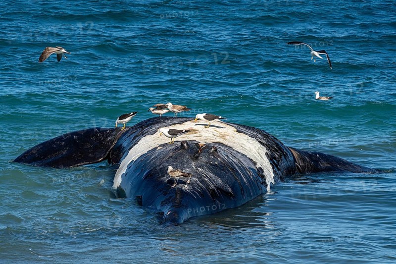 Southern right whale