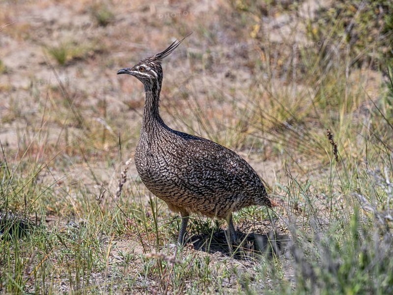 Elegant crested tinamou
